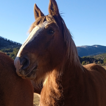 Mireia Cabrera guiando una sesión de equinoterapia con un caballo y un participante en la naturaleza.